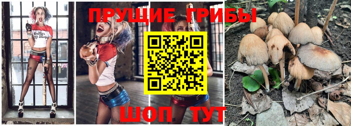 Галлюциногенные грибы Psilocybe Архангельск